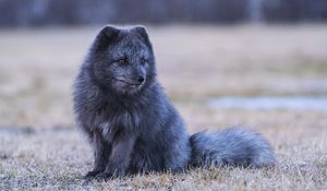 Preview wallpaper arctic fox, fox, animal, gray