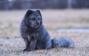 Preview wallpaper arctic fox, fox, animal, gray