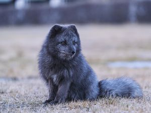 Preview wallpaper arctic fox, fox, animal, gray