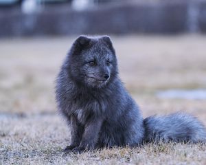 Preview wallpaper arctic fox, fox, animal, gray