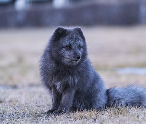 Preview wallpaper arctic fox, fox, animal, gray