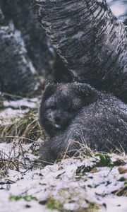 Preview wallpaper arctic fox, fox, animal, gray, furry