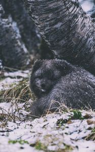 Preview wallpaper arctic fox, fox, animal, gray, furry