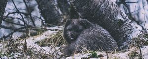 Preview wallpaper arctic fox, fox, animal, gray, furry