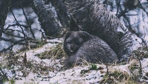 Preview wallpaper arctic fox, fox, animal, gray, furry