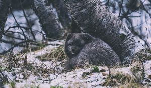 Preview wallpaper arctic fox, fox, animal, gray, furry