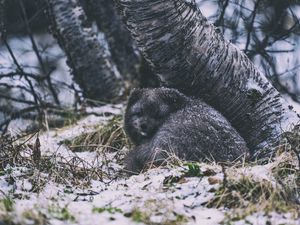 Preview wallpaper arctic fox, fox, animal, gray, furry