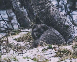 Preview wallpaper arctic fox, fox, animal, gray, furry