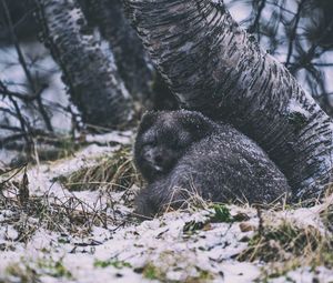 Preview wallpaper arctic fox, fox, animal, gray, furry