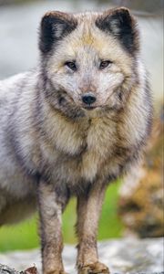 Preview wallpaper arctic fox, fox, animal, predator