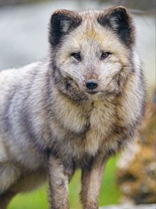 Preview wallpaper arctic fox, fox, animal, predator