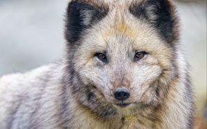 Preview wallpaper arctic fox, fox, animal, predator