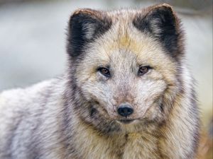 Preview wallpaper arctic fox, fox, animal, predator