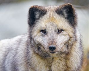 Preview wallpaper arctic fox, fox, animal, predator