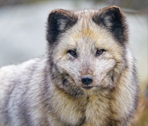 Preview wallpaper arctic fox, fox, animal, predator