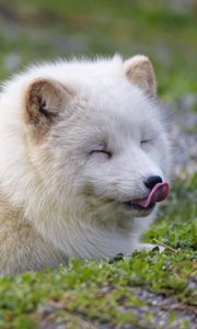 Preview wallpaper arctic fox, fox, animal, predator, protruding tongue, cute, fluffy