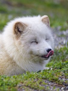 Preview wallpaper arctic fox, fox, animal, predator, protruding tongue, cute, fluffy