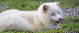 Preview wallpaper arctic fox, fox, animal, predator, protruding tongue, cute, fluffy