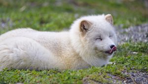 Preview wallpaper arctic fox, fox, animal, predator, protruding tongue, cute, fluffy