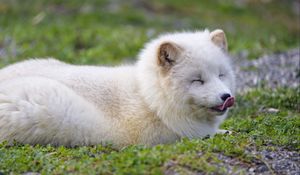 Preview wallpaper arctic fox, fox, animal, predator, protruding tongue, cute, fluffy