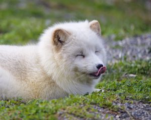 Preview wallpaper arctic fox, fox, animal, predator, protruding tongue, cute, fluffy