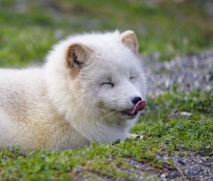 Preview wallpaper arctic fox, fox, animal, predator, protruding tongue, cute, fluffy