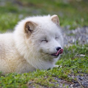 Preview wallpaper arctic fox, fox, animal, predator, protruding tongue, cute, fluffy