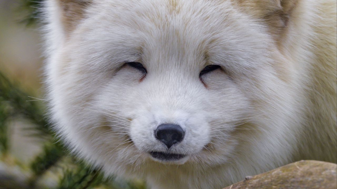 Wallpaper arctic fox, fox, animal, white, furry, cute