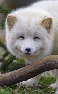 Preview wallpaper arctic fox, fox, animal, white, furry, cute
