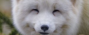 Preview wallpaper arctic fox, fox, animal, white, furry, cute