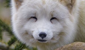 Preview wallpaper arctic fox, fox, animal, white, furry, cute