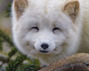 Preview wallpaper arctic fox, fox, animal, white, furry, cute