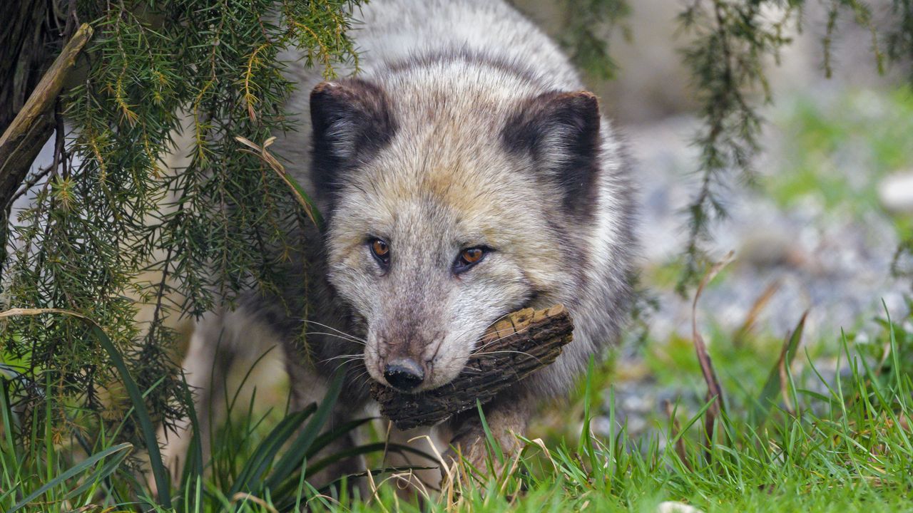 Wallpaper arctic fox, fox, animal, glance, furry