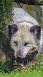 Preview wallpaper arctic fox, fox, animal, glance, furry
