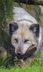 Preview wallpaper arctic fox, fox, animal, glance, furry