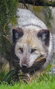 Preview wallpaper arctic fox, fox, animal, glance, furry