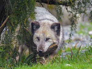 Preview wallpaper arctic fox, fox, animal, glance, furry