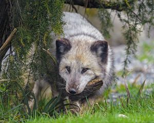 Preview wallpaper arctic fox, fox, animal, glance, furry