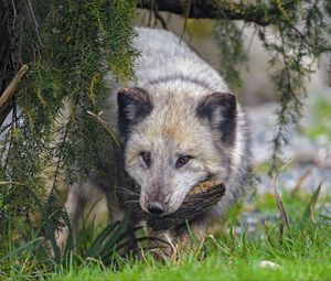 Preview wallpaper arctic fox, fox, animal, glance, furry