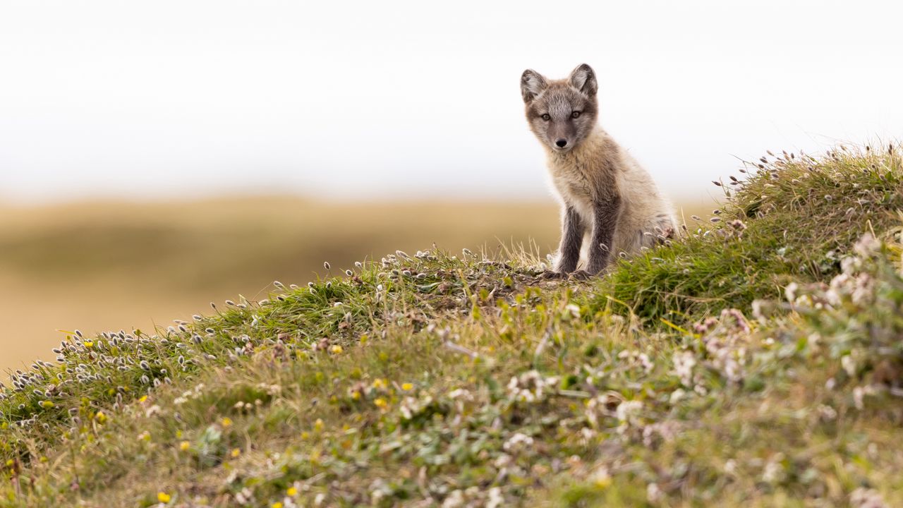 Wallpaper arctic fox, fox, animal, glance, wildlife