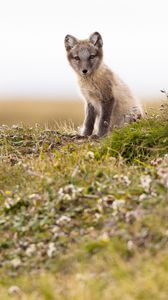 Preview wallpaper arctic fox, fox, animal, glance, wildlife
