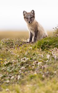 Preview wallpaper arctic fox, fox, animal, glance, wildlife