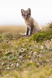 Preview wallpaper arctic fox, fox, animal, glance, wildlife