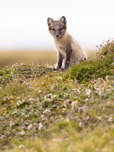 Preview wallpaper arctic fox, fox, animal, glance, wildlife