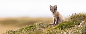 Preview wallpaper arctic fox, fox, animal, glance, wildlife