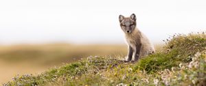 Preview wallpaper arctic fox, fox, animal, glance, wildlife