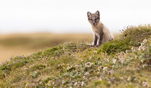 Preview wallpaper arctic fox, fox, animal, glance, wildlife