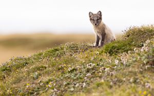Preview wallpaper arctic fox, fox, animal, glance, wildlife
