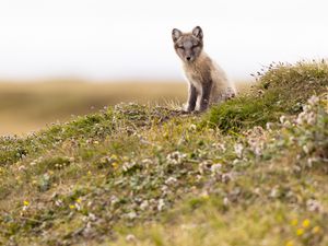 Preview wallpaper arctic fox, fox, animal, glance, wildlife