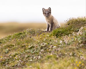 Preview wallpaper arctic fox, fox, animal, glance, wildlife